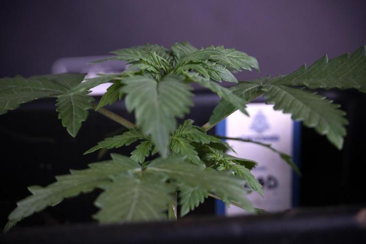 LSD Zamnesia Trippping. Week 4 - 12/12 From Seed LSD