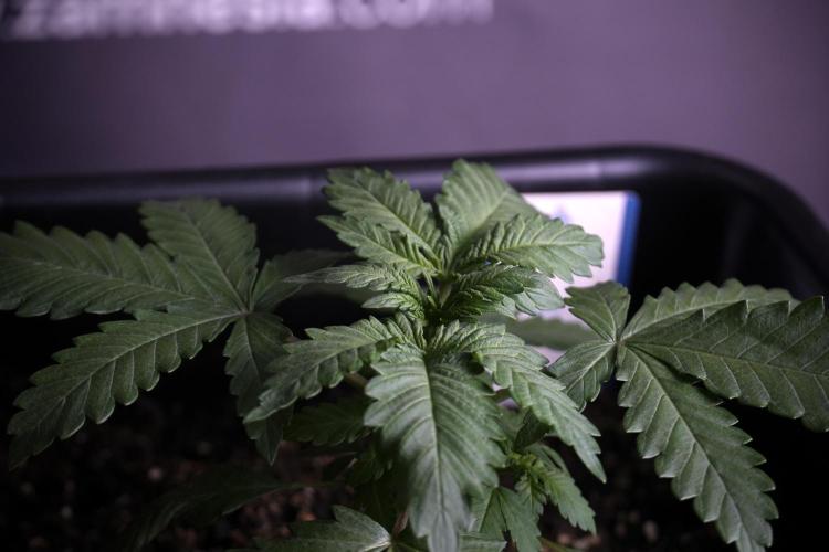 LSD Zamnesia Trippping. Week 4 - 12/12 From Seed LSD