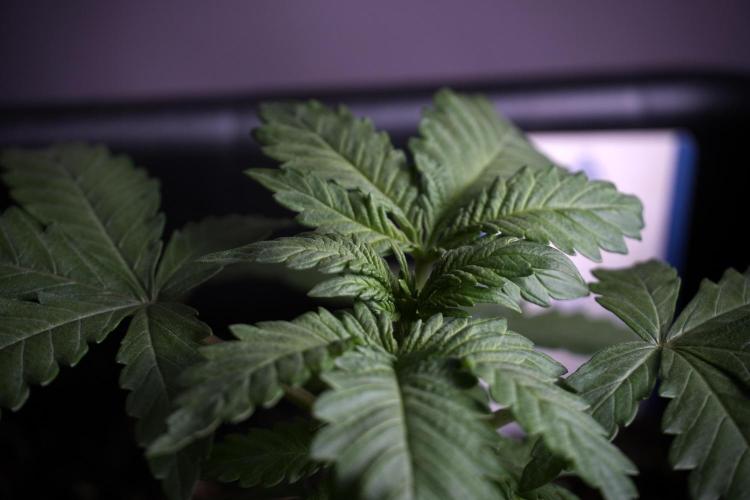 LSD Zamnesia Trippping. Week 4 - 12/12 From Seed LSD