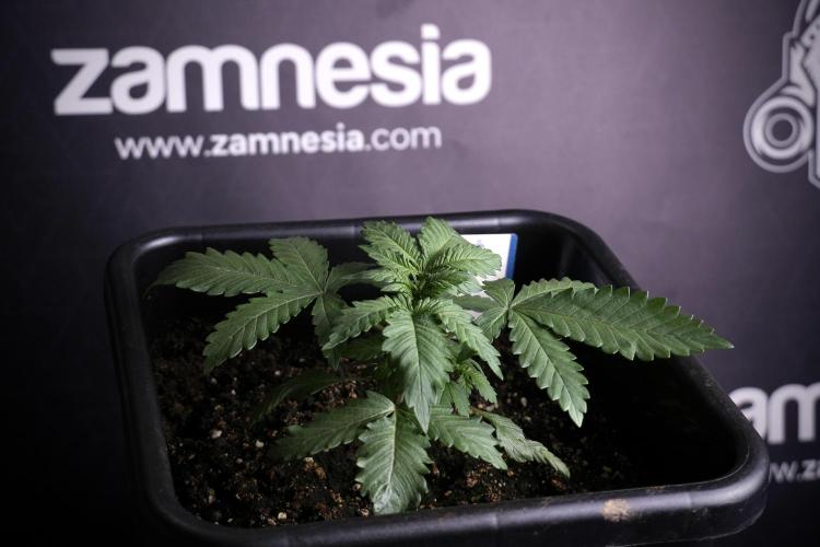 LSD Zamnesia Trippping. Week 4 - 12/12 From Seed LSD