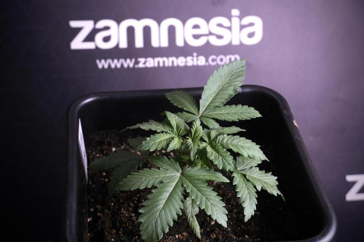 LSD Zamnesia Trippping. Week 4 - 12/12 From Seed LSD