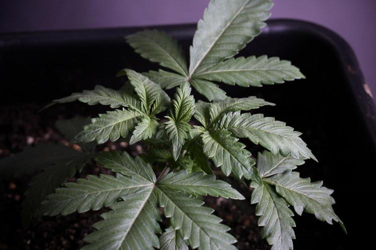 LSD Zamnesia Trippping. Week 4 - 12/12 From Seed LSD