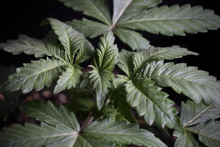 LSD Zamnesia Trippping. Week 4 - 12/12 From Seed LSD