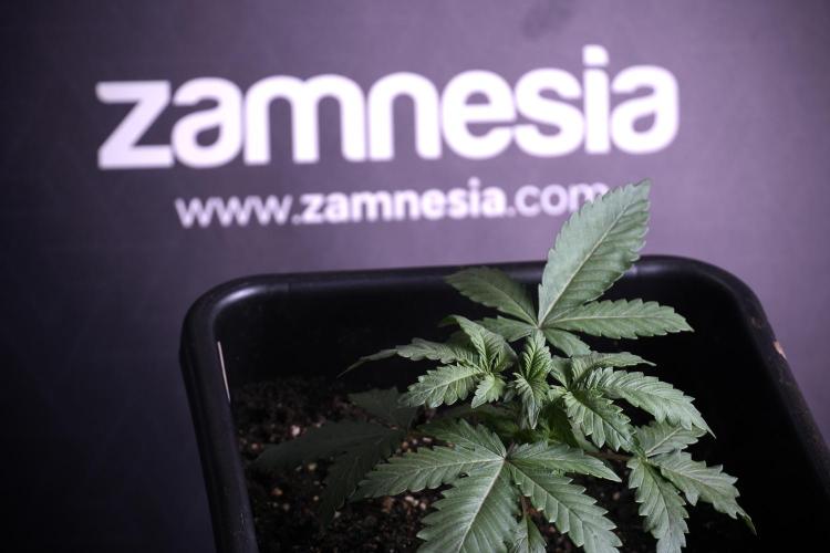 LSD Zamnesia Trippping. Week 4 - 12/12 From Seed LSD