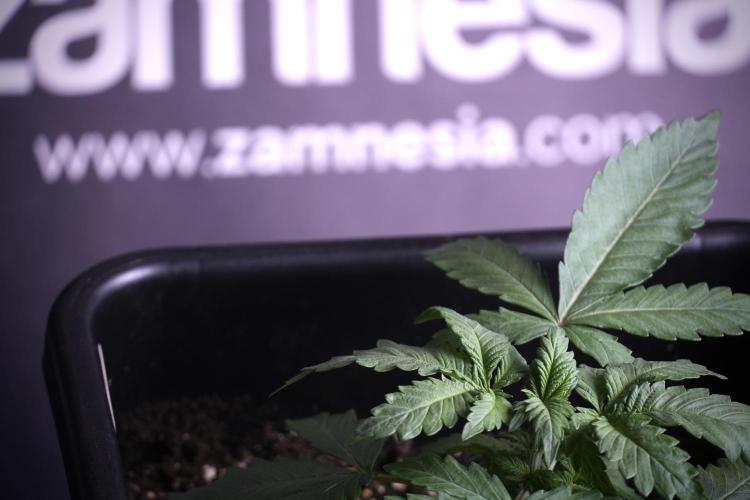 LSD Zamnesia Trippping. Week 4 - 12/12 From Seed LSD