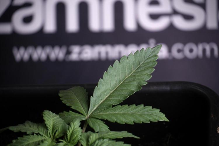 LSD Zamnesia Trippping. Week 4 - 12/12 From Seed LSD