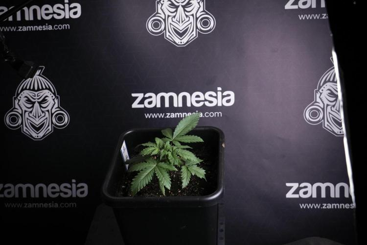 LSD Zamnesia Trippping. Week 4 - 12/12 From Seed LSD