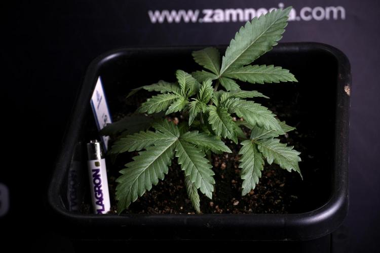 LSD Zamnesia Trippping. Week 4 - 12/12 From Seed LSD