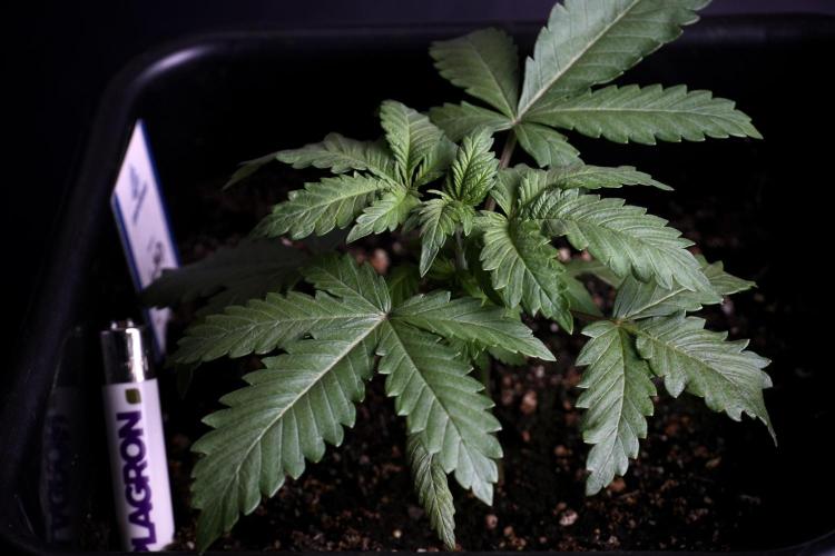 LSD Zamnesia Trippping. Week 4 - 12/12 From Seed LSD