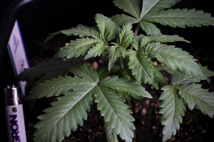 LSD Zamnesia Trippping. Week 4 - 12/12 From Seed LSD