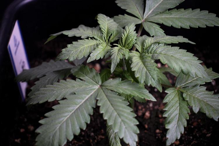 LSD Zamnesia Trippping. Week 4 - 12/12 From Seed LSD