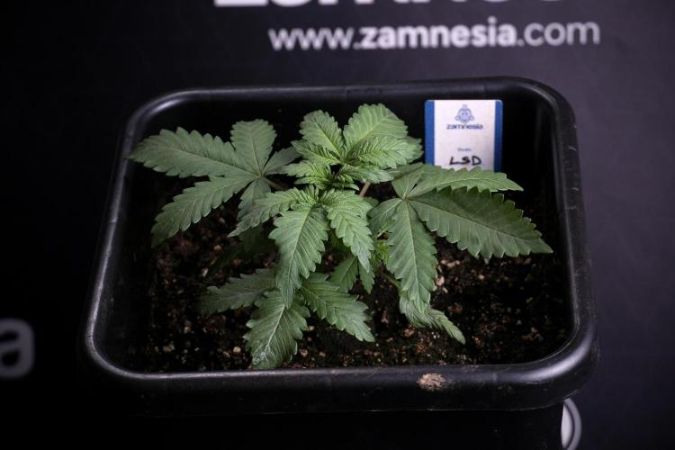 LSD Zamnesia Trippping. Week 4 - 12/12 From Seed LSD
