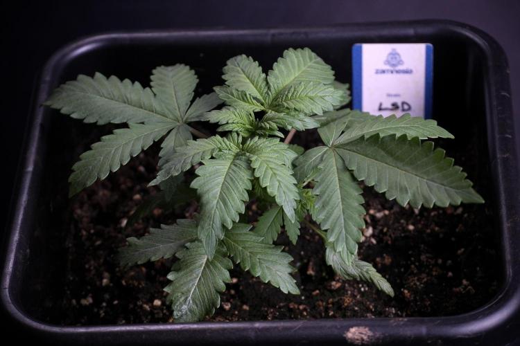 LSD Zamnesia Trippping. Week 4 - 12/12 From Seed LSD