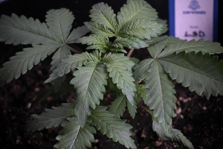 LSD Zamnesia Trippping. Week 4 - 12/12 From Seed LSD