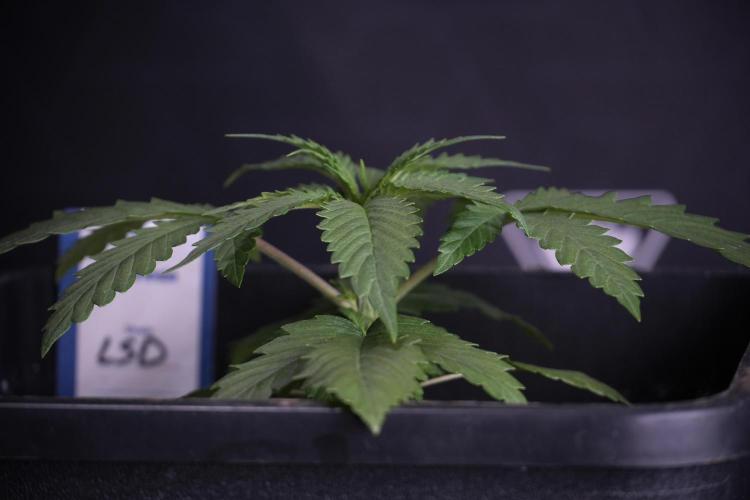 LSD Zamnesia Trippping. Week 4 - 12/12 From Seed LSD