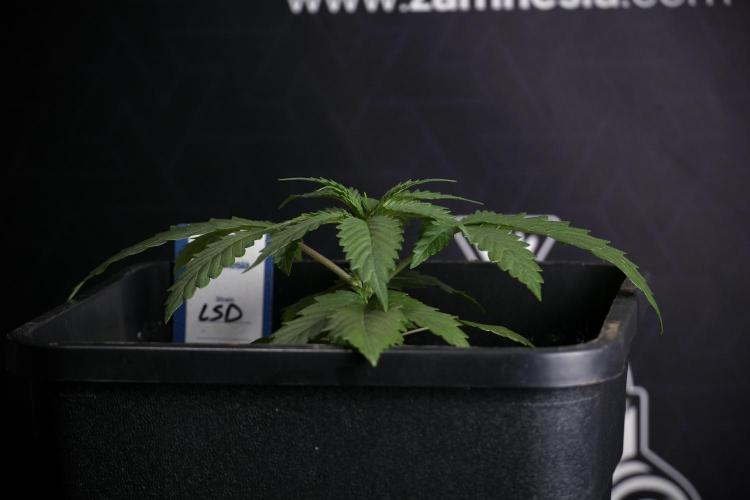 LSD Zamnesia Trippping. Week 4 - 12/12 From Seed LSD