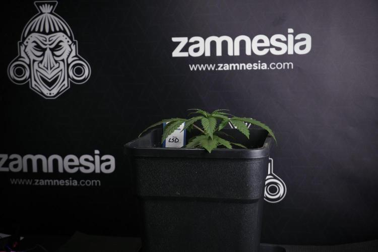 LSD Zamnesia Trippping. Week 4 - 12/12 From Seed LSD