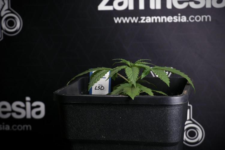 LSD Zamnesia Trippping. Week 4 - 12/12 From Seed LSD