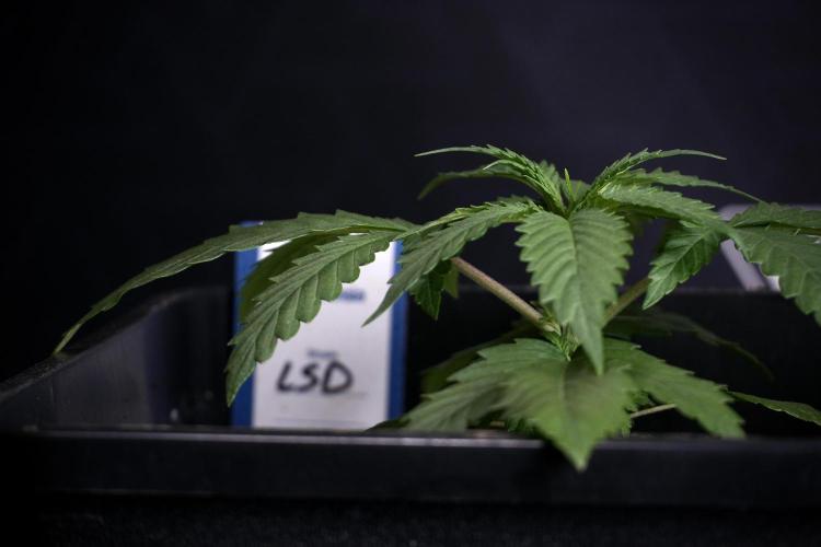 LSD Zamnesia Trippping. Week 4 - 12/12 From Seed LSD