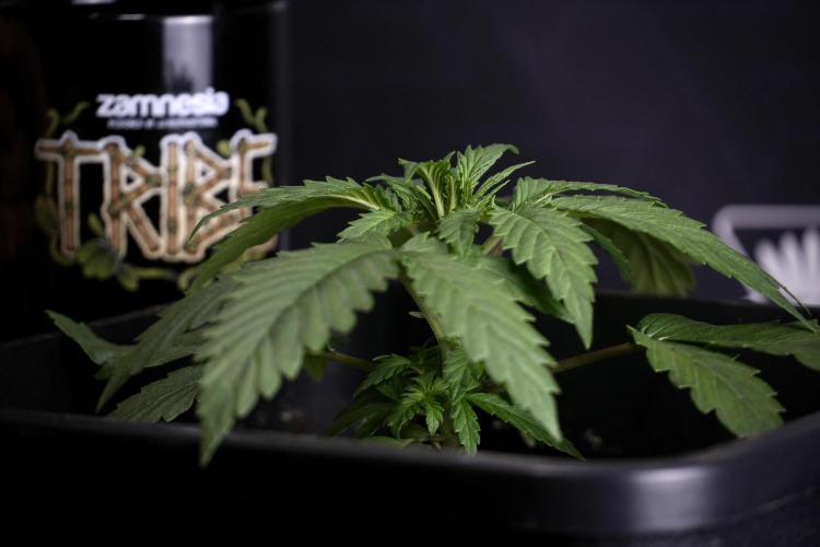 LSD Zamnesia Trippping. Week 4 - 12/12 From Seed LSD