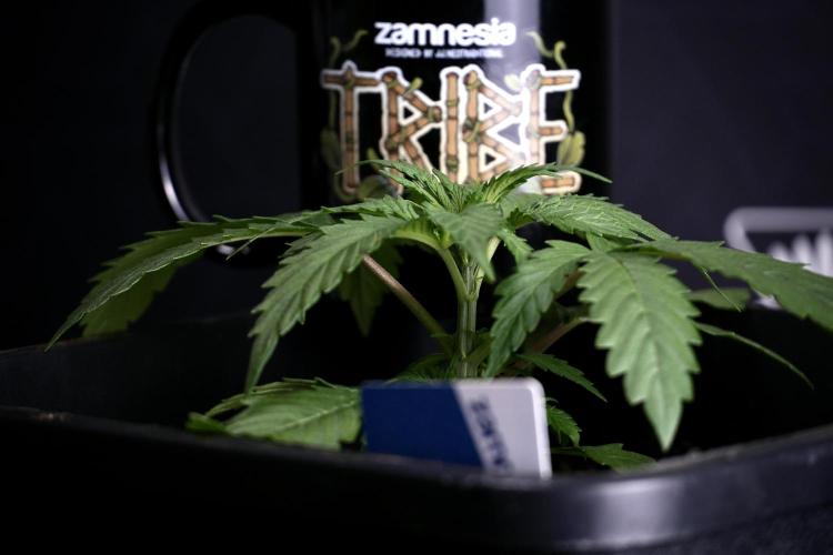 LSD Zamnesia Trippping. Week 4 - 12/12 From Seed LSD