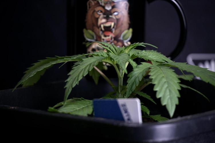 LSD Zamnesia Trippping. Week 4 - 12/12 From Seed LSD