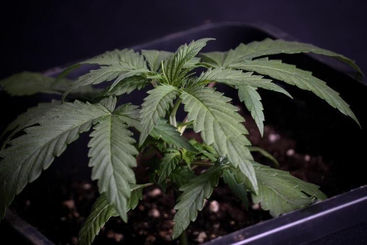 LSD Zamnesia Trippping. Week 4 - 12/12 From Seed LSD