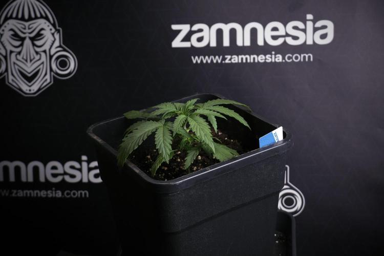 LSD Zamnesia Trippping. Week 4 - 12/12 From Seed LSD