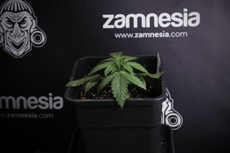 LSD Zamnesia Trippping. Week 4 - 12/12 From Seed LSD