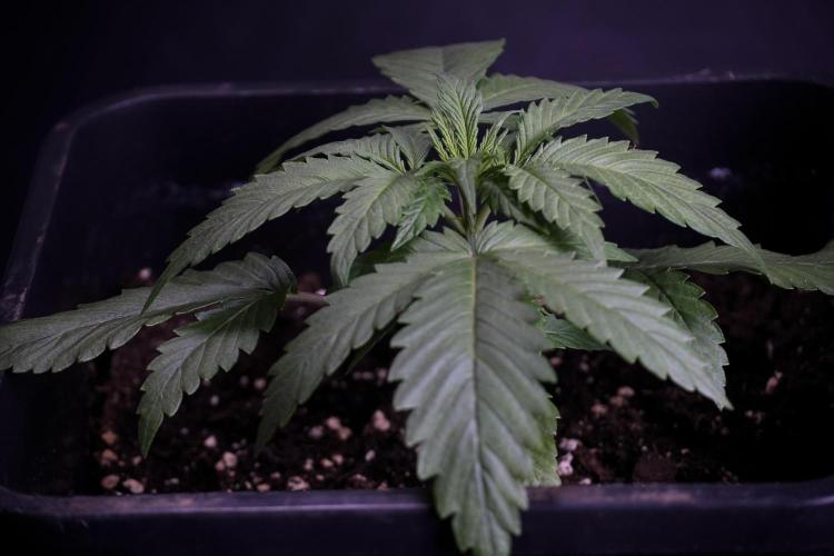 LSD Zamnesia Trippping. Week 4 - 12/12 From Seed LSD