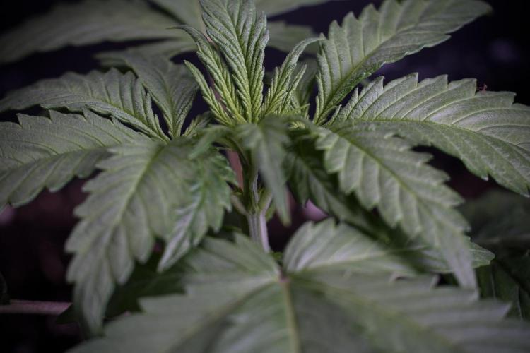 LSD Zamnesia Trippping. Week 4 - 12/12 From Seed LSD