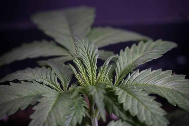 LSD Zamnesia Trippping. Week 4 - 12/12 From Seed LSD