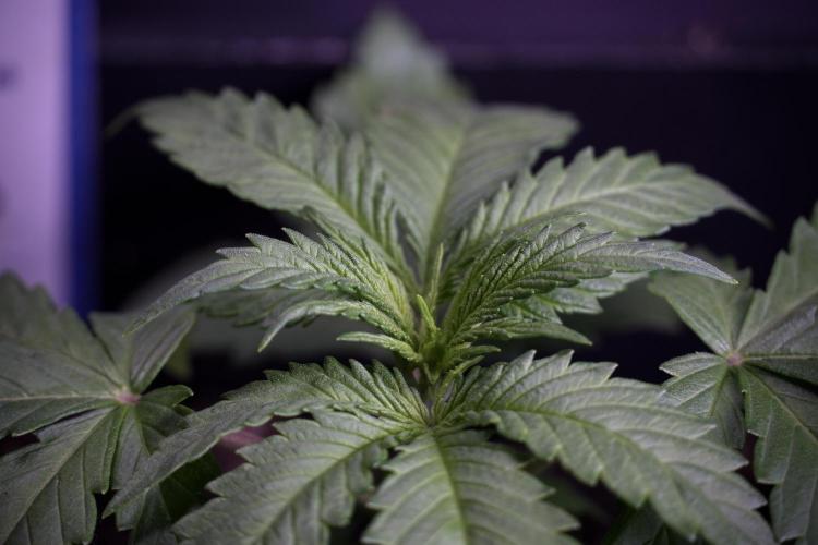 LSD Zamnesia Trippping. Week 4 - 12/12 From Seed LSD