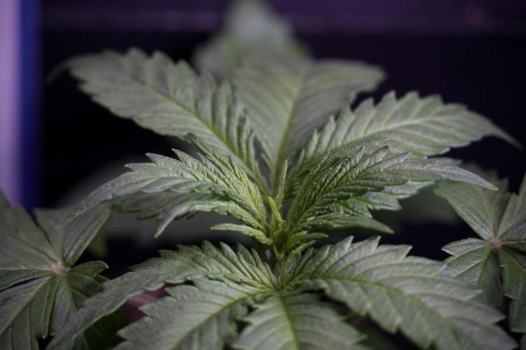 LSD Zamnesia Trippping. Week 4 - 12/12 From Seed LSD