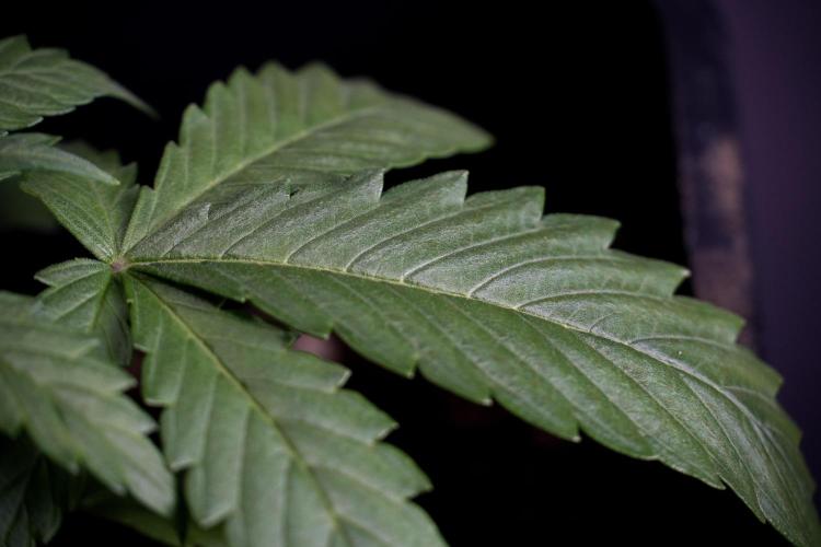 LSD Zamnesia Trippping. Week 4 - 12/12 From Seed LSD