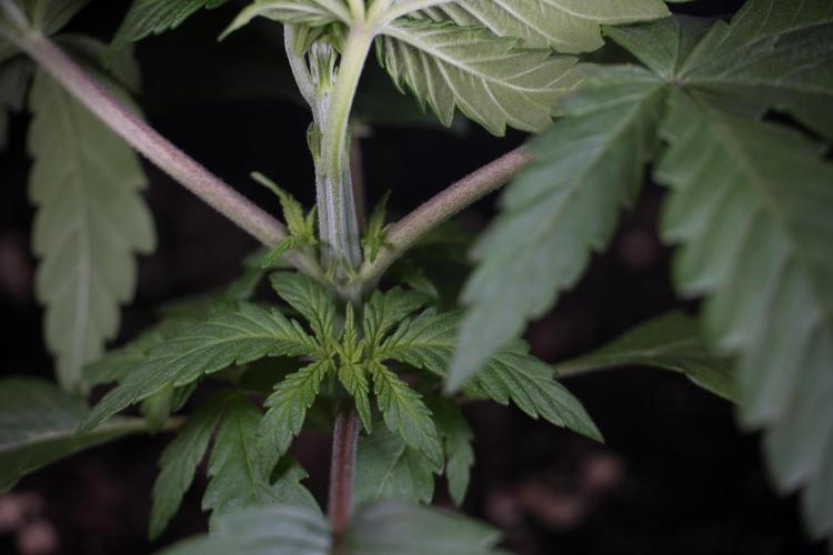 LSD Zamnesia Trippping. Week 4 - 12/12 From Seed LSD