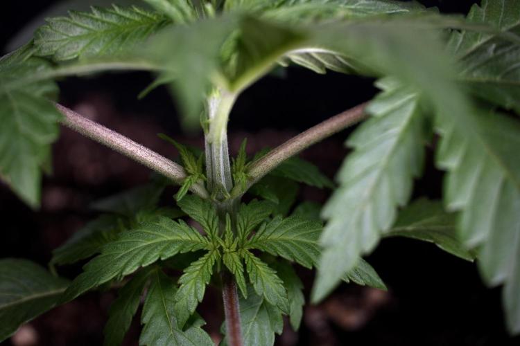 LSD Zamnesia Trippping. Week 4 - 12/12 From Seed LSD