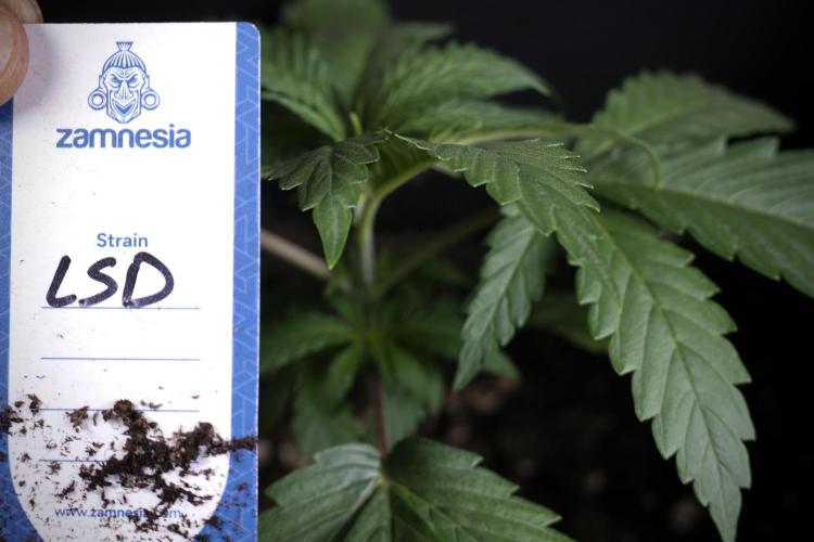 LSD Zamnesia Trippping. Week 4 - 12/12 From Seed LSD