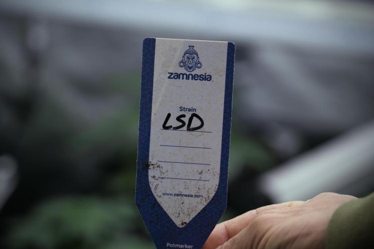 LSD Zamnesia Trippping. Week 4 - the other LSD 