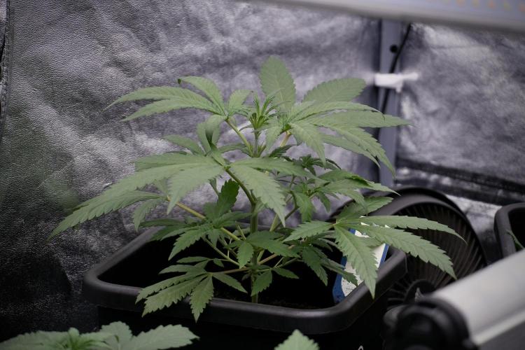 LSD Zamnesia Trippping. Week 4 - the other LSD 