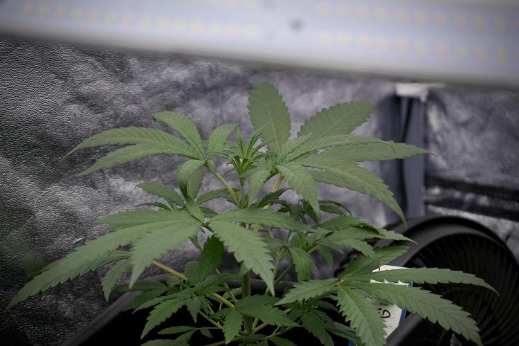 LSD Zamnesia Trippping. Week 4 - the other LSD 