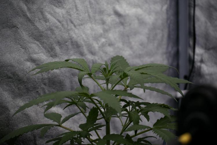 LSD Zamnesia Trippping. Week 4 - the other LSD 