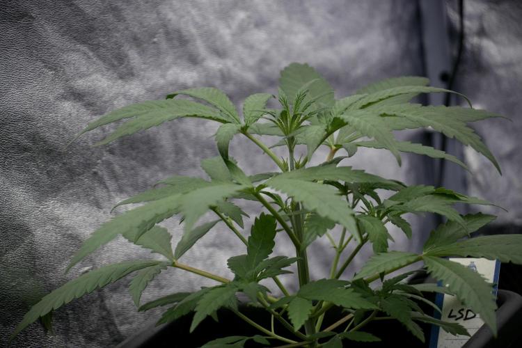 LSD Zamnesia Trippping. Week 4 - the other LSD 