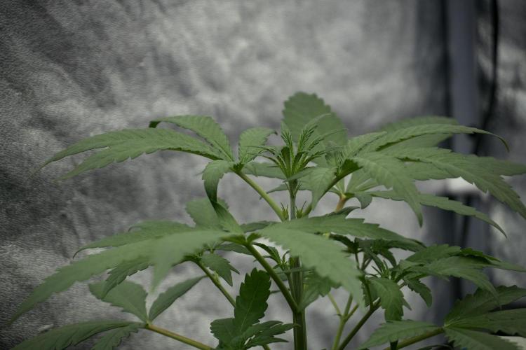 LSD Zamnesia Trippping. Week 4 - the other LSD 