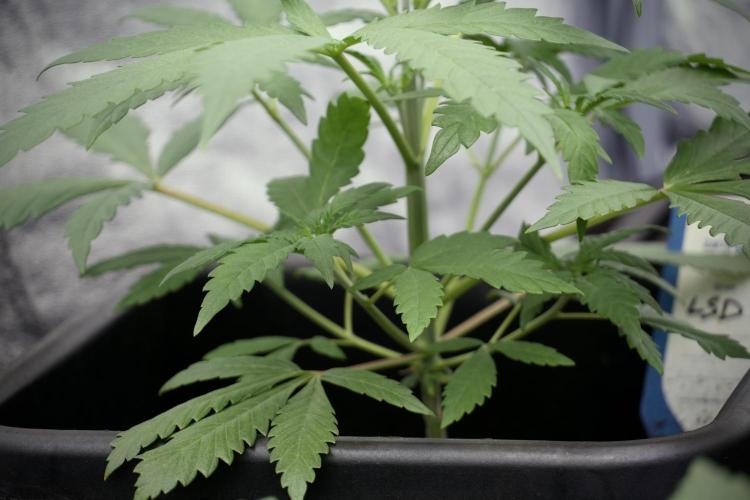 LSD Zamnesia Trippping. Week 4 - the other LSD 