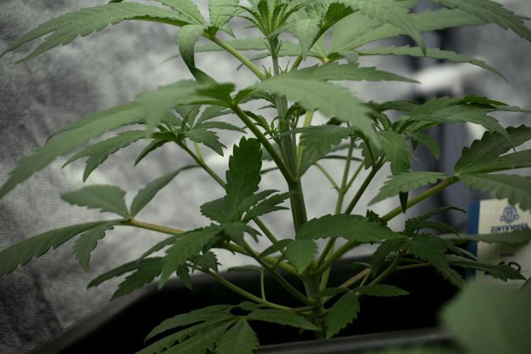 LSD Zamnesia Trippping. Week 4 - the other LSD 