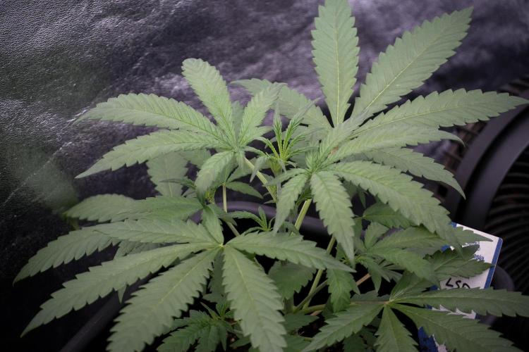 LSD Zamnesia Trippping. Week 4 - the other LSD 