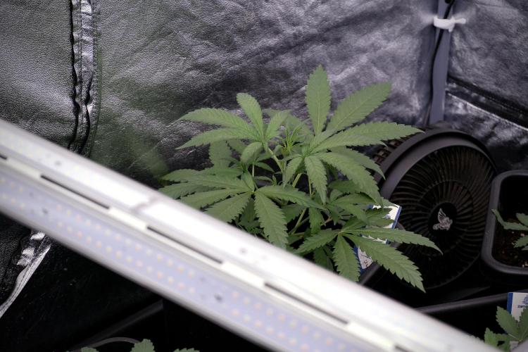 LSD Zamnesia Trippping. Week 4 - the other LSD 