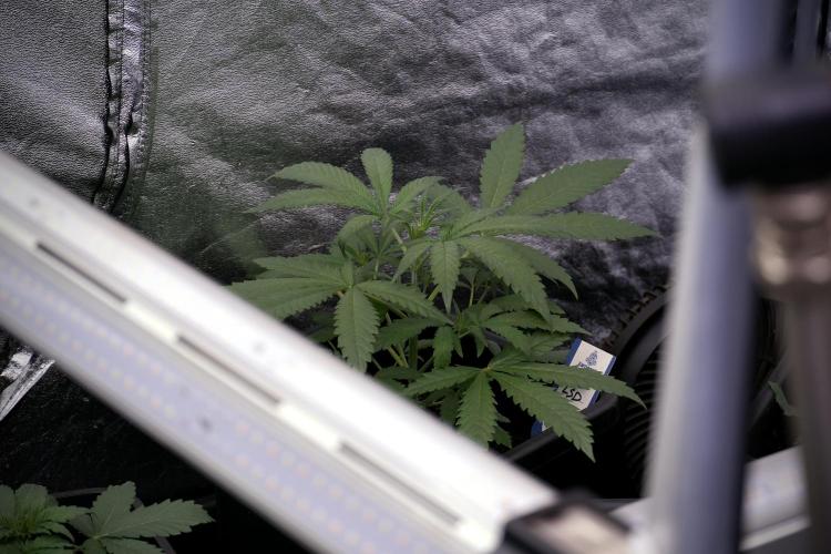 LSD Zamnesia Trippping. Week 4 - the other LSD 