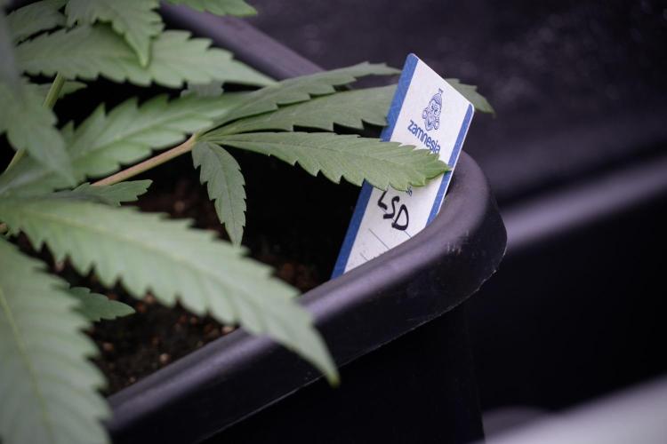 LSD Zamnesia Trippping. Week 4 - the other LSD 